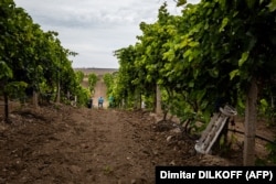 Уламок каркасу російської ракети на плантації винограду українського виноробного підприємства «Olvio Nuvo» в Миколаївській області. Вересень 2022 року