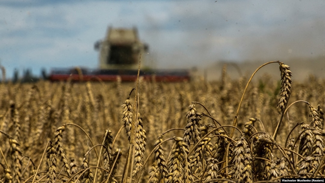 Polonia și Ungaria au decis deja interzicerea importurilor de grâu din Ucraina. Țările din regiune, inclusiv România, se plâng că produsele ucrainene ieftine afectează piețele locale.