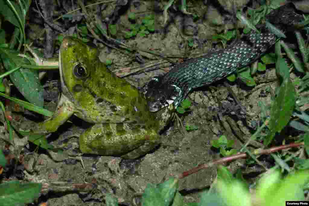 قورباغه مردابی، Pelophylax ridibundus، پراکندگی در ایران: سراسر ایران بجز سیستان و بلوچستان، طول کل بدن: ۱۰۰ میلیمتر