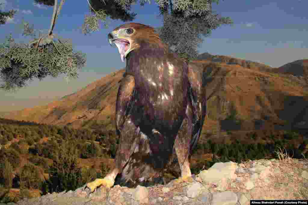 عقاب طلايی با نام علمی:Golden Eagle، طول بدن: ۸۵ سانتيمتر، زيستگاه: کوهستان‌ها و جنگل‌ها و مناطق صخره‌ای و روی درختان بلند و يا روی صخره‌ها آشيانه می‌سازند 