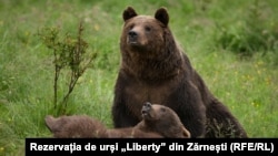 Ведмеді у заповіднику в Зернешті, Румунія
