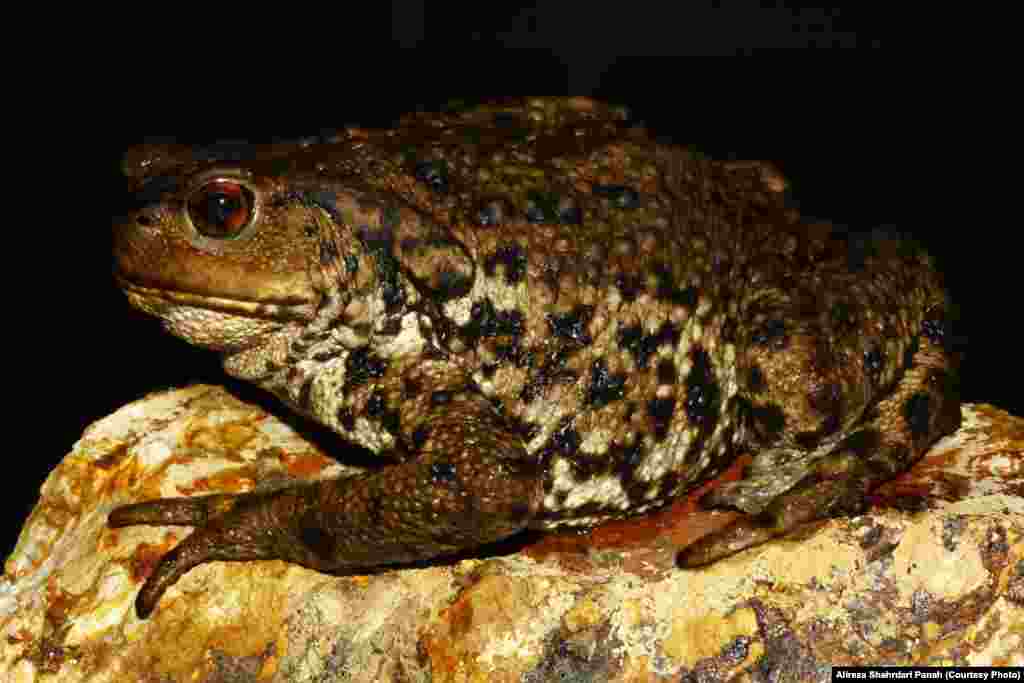 وزغ تالشی،‌Bufo eichwaldi، پراکندگی در ایران: گیلان، مازندران و گلستان، طول کل بدن:۱۳۰ میلیمتر