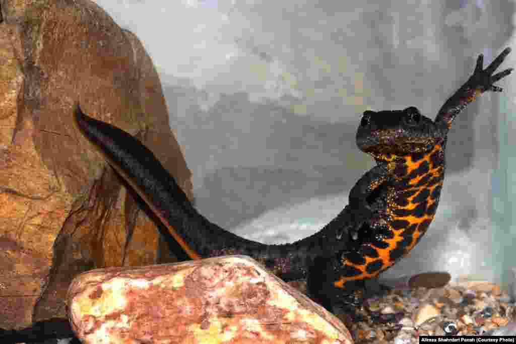 سمندر تاج دار جنوبی، Triturus karelinii، پراکندگی در ايران: اردبيل، گيلان و مازندران، طول کل بدن: ۱۱۵ ميليمتر 
