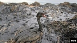 Наслідки витоку у море мазуту з затонулого у Кенрчинській протоці судна, 11 листопада 2007 р.