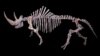 Siberia Surrenders Woolly Rhino Mysteries