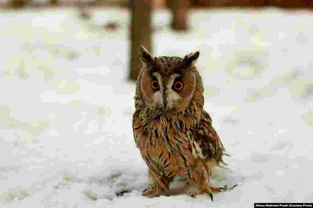 جغد شاخدار، Long eared Owl، طول بدن ۳۶ سانتيمتر، پرهای بلند روی گوش مشخصه اين پرنده است، زيستگاه: مناطق جنگلی و لانه در بالای درخت و گاهی روی زمين لانه ساخته و تخم گذاری می‌کنند