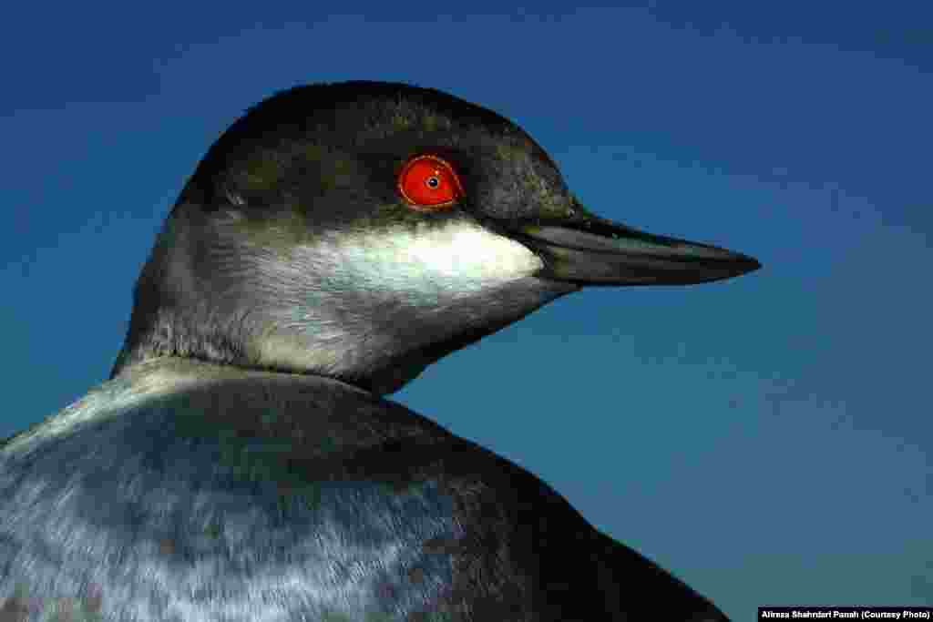 کشیم گردن سیاه، نام علمی: Black Necked Grebe، طول اين پرنده ۳۰ سانتيمتر است، رنگ روی بدن با پر ريزی در فصل توليد مثل و در زمستان متفاوت است. زيستگاه: بيشتر در تالاب‌ها و برکه‌های باتلاقی با پوشش گياهی نی به سر می‌برند و گاهی هم در کنار ساحل و در درياچه‌ها ديده می‌شوند