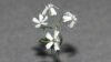 Russian Scientists Grow Ice-Age Flower