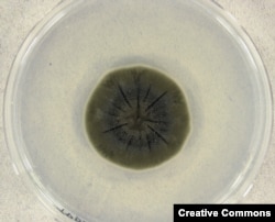 Cladosporium sphaerospermum – тот самый чернобыльский грибок – в чашке петри.