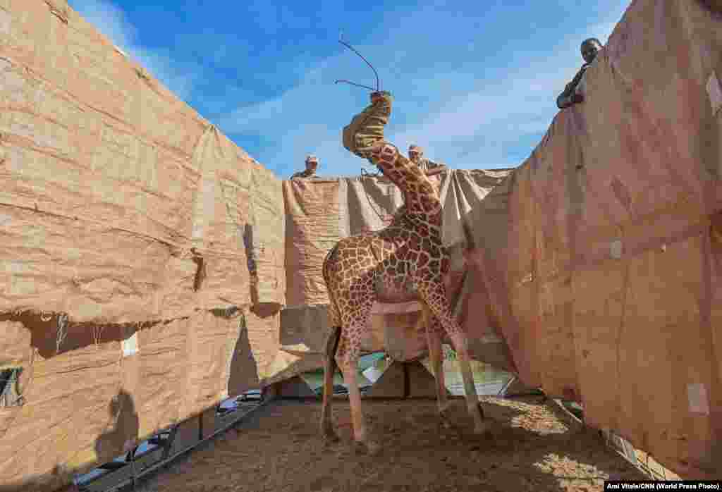 Жирафа Ротшильда (Giraffa camelopardalis rothschildi) транспортується в безпечне місце на спеціально побудованій баржі з затопленого острова Лонгічаро, озеро Барінго, в західній Кенії, 3 грудня 2020 року. Жирафи Ротшильда є підвидом північних жирафів і класифікуються як ті, що перебувають під загрозою зникнення. Жирафа – найвищий наземний ссавець у світі, а жирафа Ротшильда – один із найвищих підвидів, що виростає до шести метрів у висоту. Острів Лонгічаро колись був півостровом. Підвищення рівня води в озері Барінго за останні десять років перетворило півострів на острів. Природа: Перша премія, історії – Амі Вітале