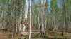 Новы крыж у гонар паўстанцаў на Сьвятым балоце, да якога цяпер зрэдку прыходзяць людзі