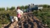 В Узбекистане будут наказывать за принуждение к сбору хлопка