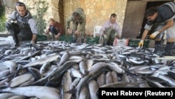 Співробітники рибницького заводу у Криму, ілюстраційне фото