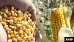 بخش قابل ملاحظه ای از زمين های کشاورزی طبعا به کشت ذرت اختصاص يافته، البته برای استفاده در عرصه های غير غذايی.