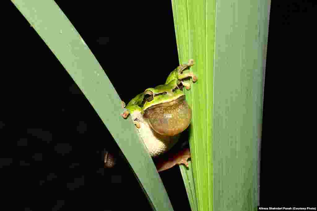 قورباغه درختی، Hyla orientalis، پراکندگی در ايران: مازندران و گيلان، طول کل بدن: ۴۵ ميليمتر