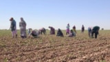 Источник: Turkmen Initiative for Human Rights