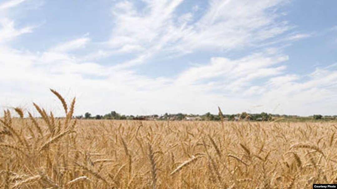 A drought has led to a steep fall in the grain harvest across Russia.