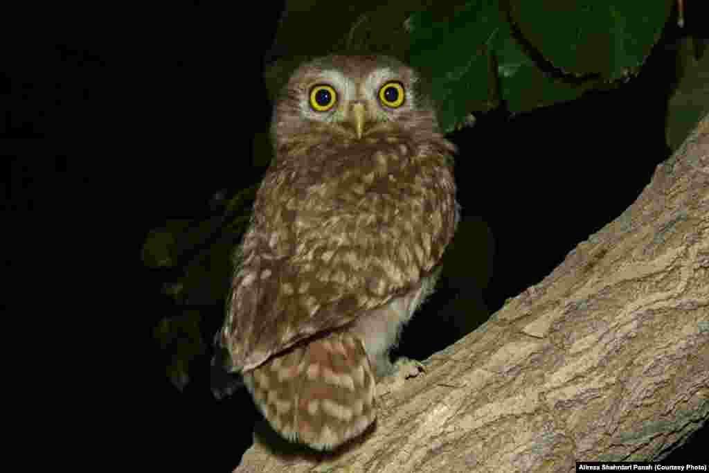 جغد کوچک، Little Owl، طول بدن ۲۲ سانتيمتر، زيستگاه: بيشتر در شکاف سنگ‌ها و ديواره‌های رودخانه‌ها و کشتزارها، خرابه‌ها وگاهی در سواخ درختان زندگی می‌کنند