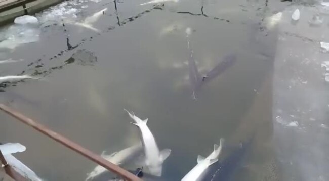 Гибель осетров в одном из хозяйств Атырауской области